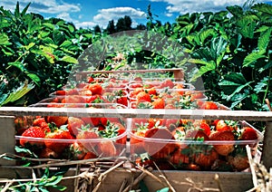 Strawberries in wooden box