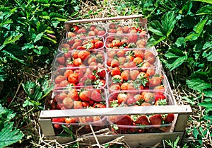 Strawberries in wooden box