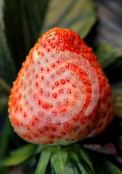 Strawberry