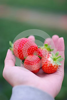 Strawberry