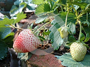 Strawberry