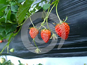 Strawberry