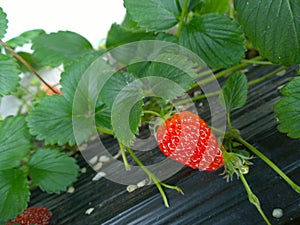 Strawberry