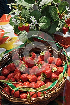 Strawberry in a basket