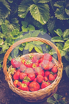 Strawberry in Basket on Grass Retro