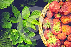 Strawberry in Basket on Grass Retro