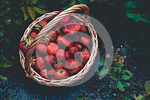 Strawberry in Basket on Grass Retro