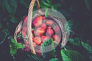 Strawberry in Basket on Grass Retro