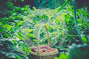 Strawberry in Basket on Grass Retro