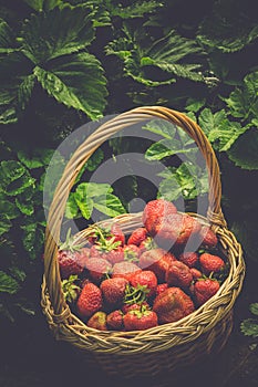 Strawberry in Basket on Grass Retro