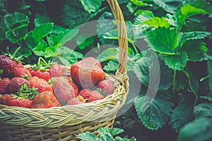 Strawberry in Basket on Grass Retro