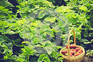 Strawberry in Basket on Grass Retro