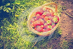 Strawberry in Basket on Grass Retro