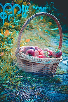 Strawberry in Basket on Grass Retro