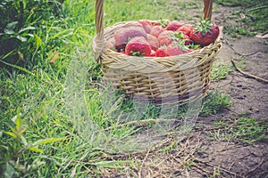 Strawberry in Basket on Grass Retro