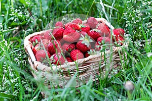 Strawberry in basket on the green grass