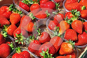 Strawberry baskets. Ripe strawberries in sunshine