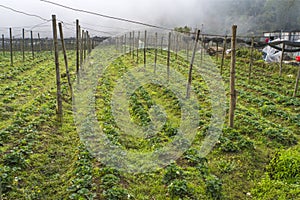 Strawberry beds with small white flowers. Non-varietal berries. Degenerate strawberry bushes growing wild in the garden in the