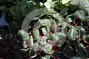 strawberry begonia in the autumn