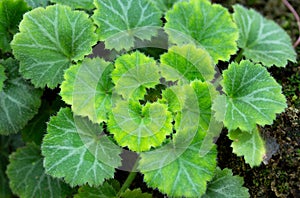 Strawberry Begonia plant, Saxifraga stolonifera