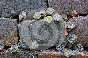 Strawberry begonia, or Saxifraga stolonifera, growing on a stone wall outdoors in a garden.