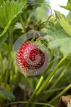 Strawberry berries grow and sung in the garden in the spring