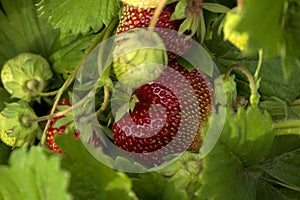 Strawberry berries grow and sung in the garden in the spring.