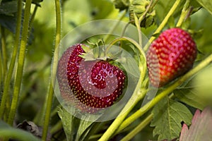 Strawberry berries grow and sung in the garden in the spring.