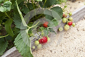 Strawberry berries ripen in the garden