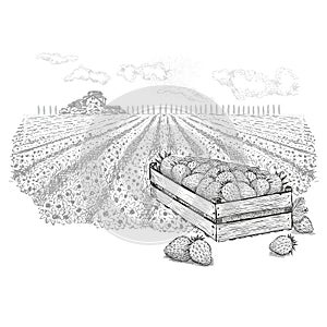 Strawberry berries in wood box beside field and a farm on the horizon.Vector illustration in sketch style on a white background