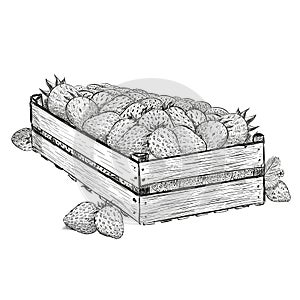 Strawberry berries in wood box. Vector illustration in sketch style isolated on a white