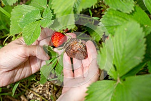 Bayas afectado de acuerdo gris en manos de jardinero próximo sobre el saludable bayas. enfermedades de verduras 