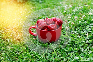Strawberry berry. A red mug of ripe strawberries on green grass in farmer garden in the bright rays of the sun