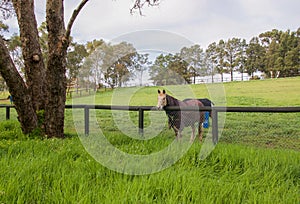 Strawberry Blond in Pasture