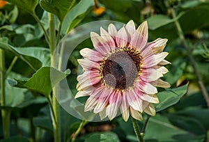 Strawberry Blonde Sunflower standing tall