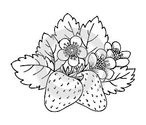 Strawberry bloomy bush flower leaf closeup sketch