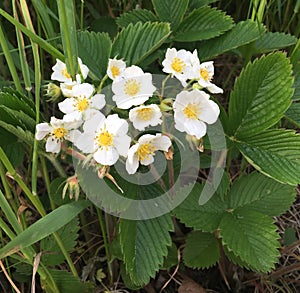 Strawberry blossom&green