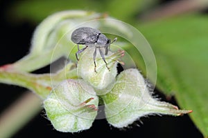 The Strawberry blossom weevil Anthonomus rubi is a weevil that feeds on members of the Rosaceae and is an important pest of strawb photo