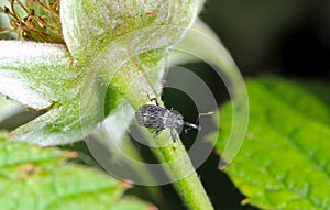The Strawberry blossom weevil Anthonomus rubi is a weevil that feeds on members of the Rosaceae and is an important pest of strawb