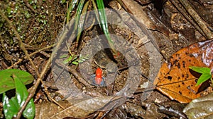 Strawberry or blue jeans dart frog in the forest