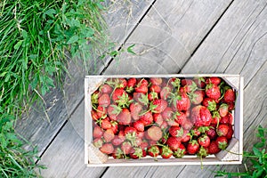 Strawberry in a box