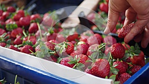 Strawberry boxes of freshly picked strawberries