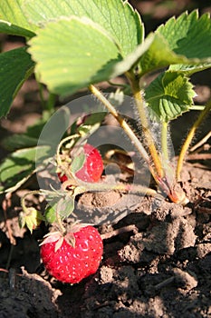 Strawberry on branch