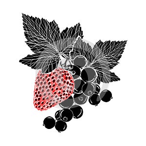 Strawberry and a branch of currant with leaves, handdrawing, isolated. Illustration. Black and red color.