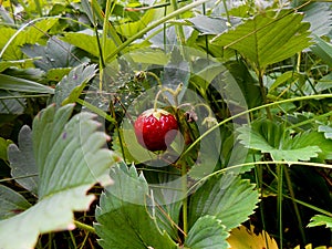 Strawberry on a branch in the grass