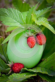 Strawberry in bright eggshell