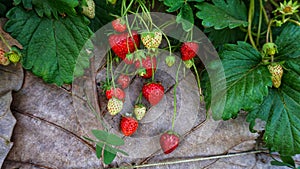 Strawberry Bunch On Dry Leaves