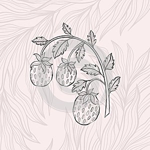 Strawberry bush hand drawn style. One object vintage design. Elegant plant William Moriss drawing style.