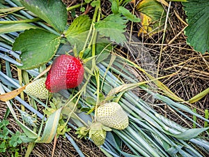 Strawberry bush with ripe and unripe berries.