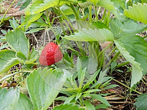 Strawberry bush with ripe and unripe berries.